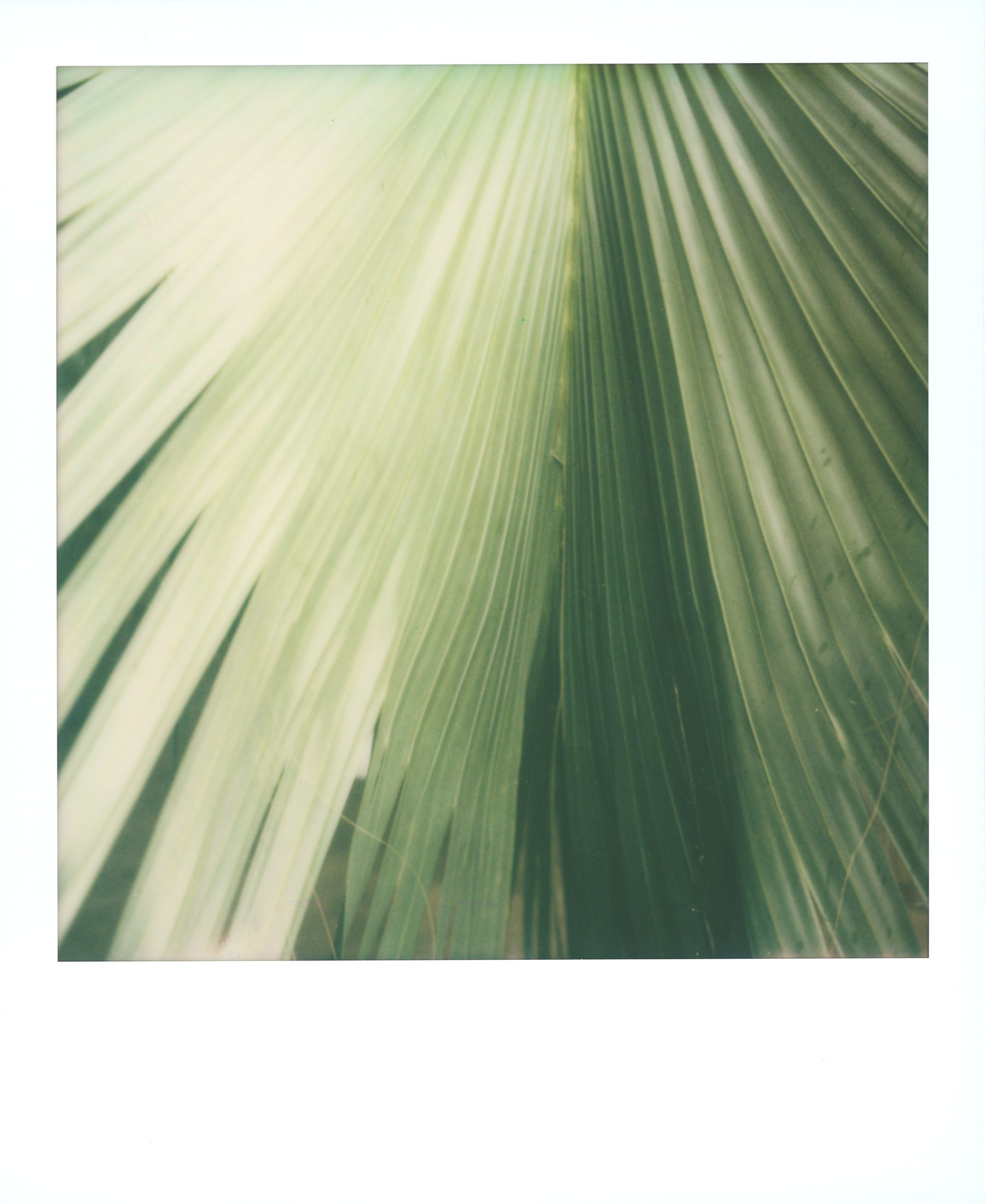 Polaroid photograph 30