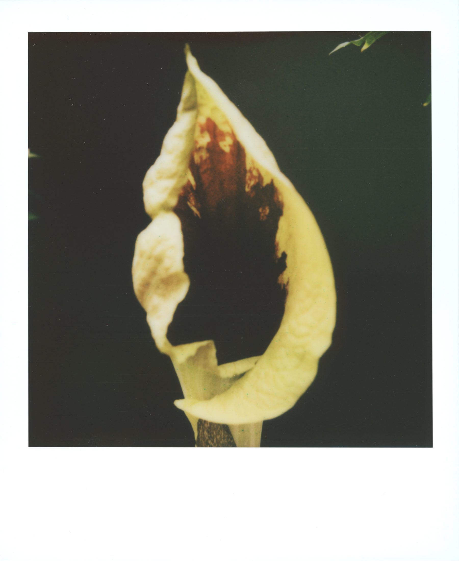 Polaroid photograph 32