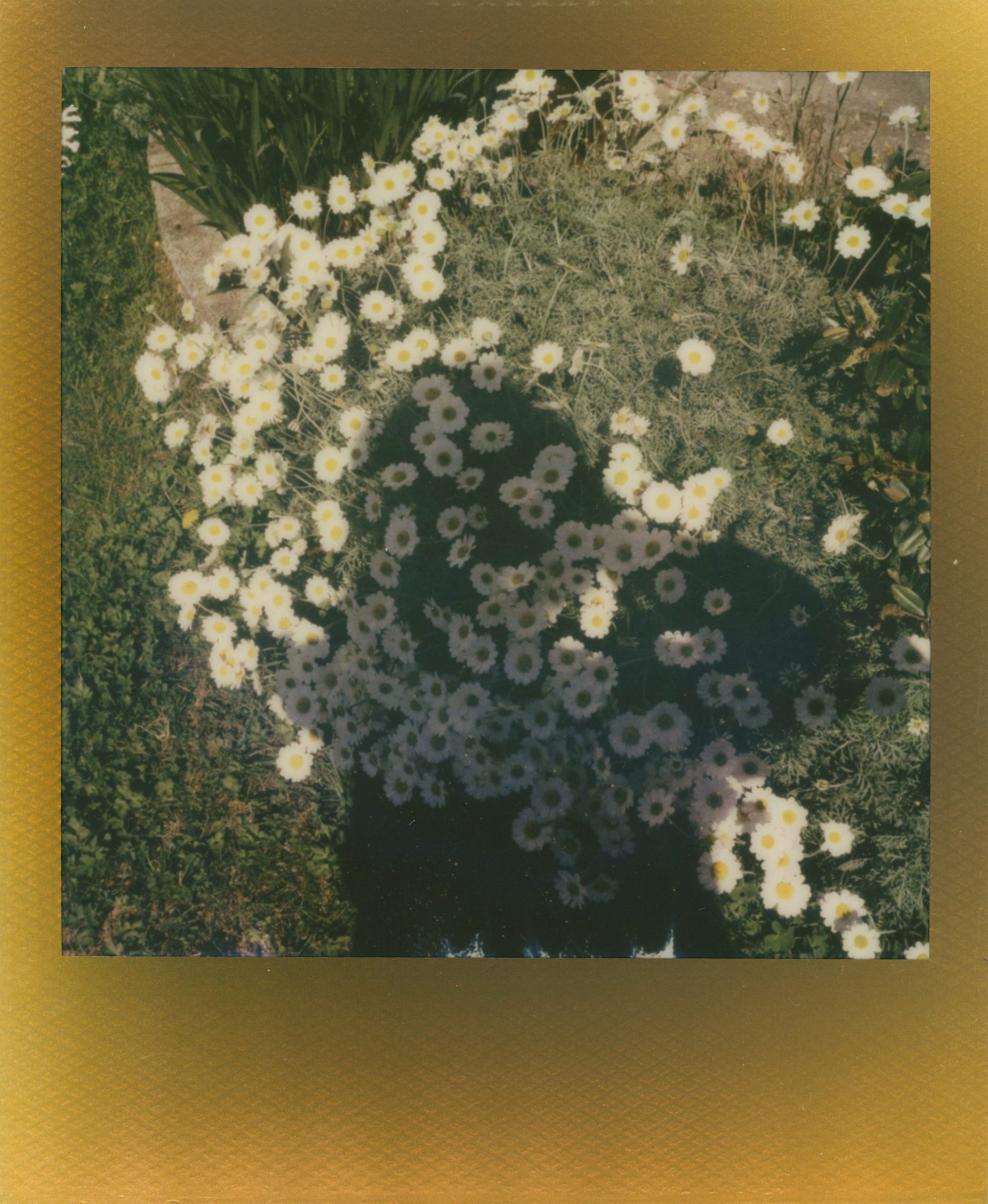 Polaroid photograph 39